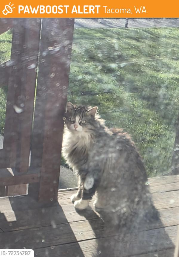 Found/Stray Unknown Cat last seen Yakima Ave & S 48th Street, Tacoma, WA 98418