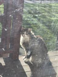 Found/Stray Unknown Cat last seen Yakima Ave & S 48th Street, Tacoma, WA 98418