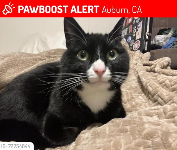 Lost Male Cat last seen Near 1st Street, Auburn, CA 95603
