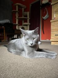Lost Male Cat last seen Village drive and Roberta, Northlake, IL 60164