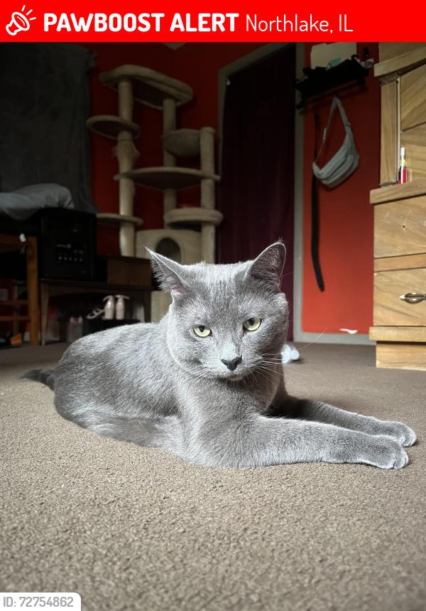 Lost Male Cat last seen Village drive and Roberta, Northlake, IL 60164