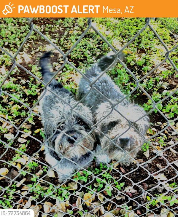 Found/Stray Unknown Dog last seen 8th Ave & N. Williams, Mesa, AZ 85204