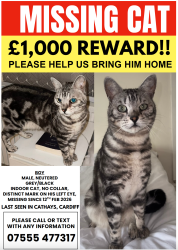 Lost Male Cat last seen Salisbury/Senghenydd Road, Cathays, Cardiff, Cardiff, Wales CF24