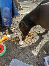 Found/Stray Male Dog last seen Staebler- right across from the back of Oyler School, Cincinnati, OH 45204