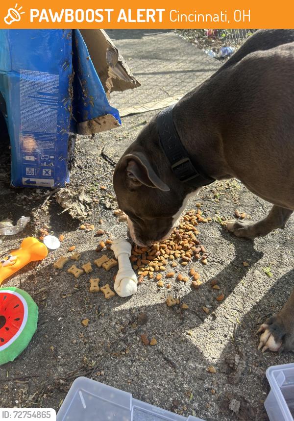 Found/Stray Male Dog last seen Staebler- right across from the back of Oyler School, Cincinnati, OH 45204