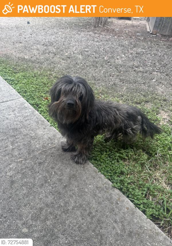 Found/Stray Male Dog last seen Dover Neighborhood Converse, Converse, TX 78109