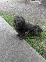 Found/Stray Male Dog last seen Dover Neighborhood Converse, Converse, TX 78109