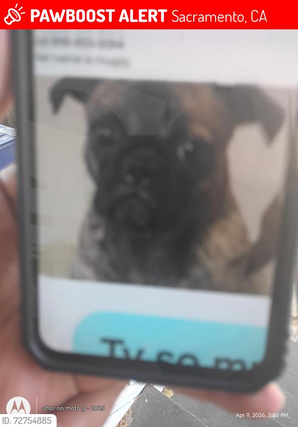Lost Female Dog last seen Near th street Sacramento CA , Sacramento, CA 95814