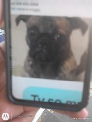 Lost Female Dog last seen Near th street Sacramento CA , Sacramento, CA 95814