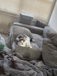 Lost Male Cat last seen Conrads, Perry Hall, MD 21236