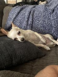 Lost Female Dog last seen Westpark ests, wandering way street benbrook , Benbrook, TX 76126