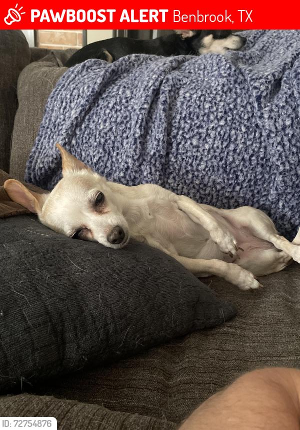 Lost Female Dog last seen Westpark ests, wandering way street benbrook , Benbrook, TX 76126