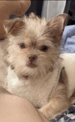 Lost Female Dog last seen Clud drive con please Hill , Lawrenceville, GA 30044