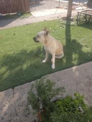 Lost Male Dog last seen Normandie and 109 st , Los Angeles, CA 90044