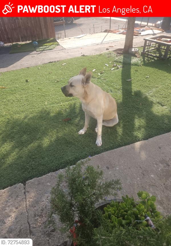 Lost Male Dog last seen Normandie and 109 st , Los Angeles, CA 90044