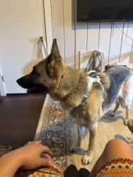 Found/Stray Female Dog last seen Near and independence , Oklahoma City, OK 73112