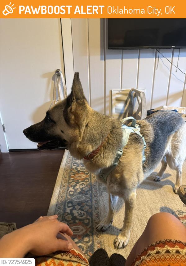Found/Stray Female Dog last seen Near and independence , Oklahoma City, OK 73112
