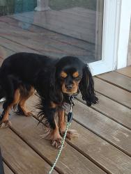 Found/Stray Male Dog last seen 10 mile Hoover , Warren, MI 48089