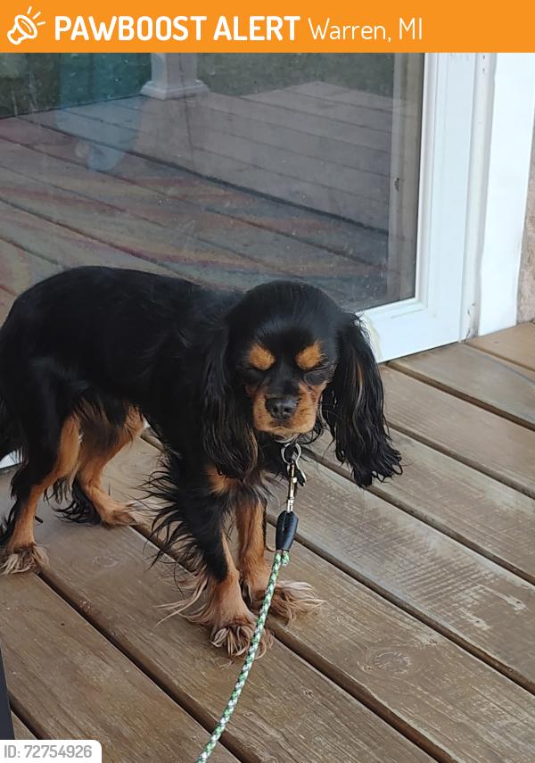 Found/Stray Male Dog last seen 10 mile Hoover , Warren, MI 48089