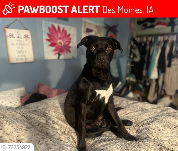 Lost Male Dog last seen Douglas and lower beaver, Des Moines, IA 50310