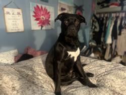 Lost Male Dog last seen Douglas and lower beaver, Des Moines, IA 50310