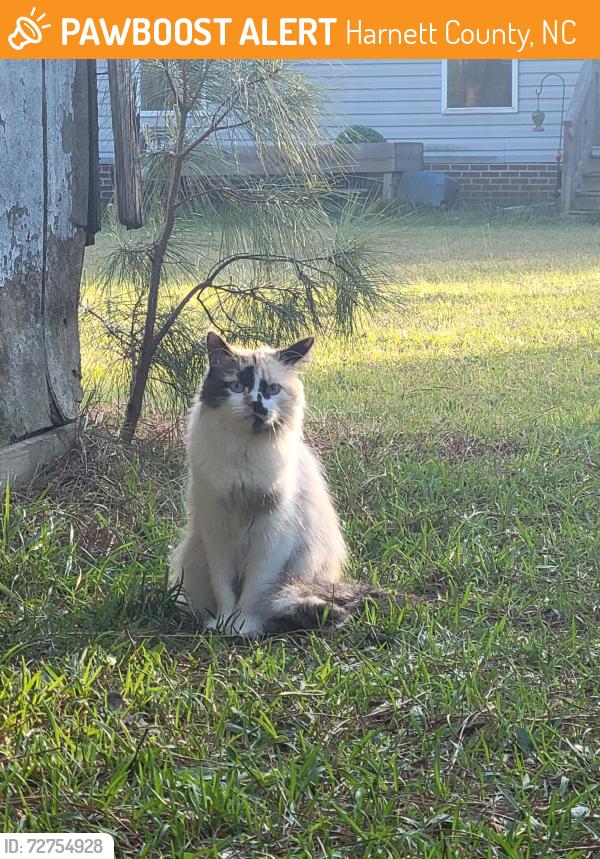 Found/Stray Female Cat last seen Mcdougald Road, Harnett County, NC 27546