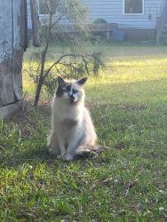 Found/Stray Female Cat last seen Mcdougald Road, Harnett County, NC 27546