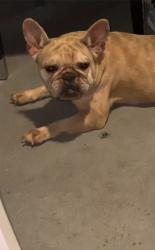 Lost Female Dog last seen hmstd, Homestead, FL 33030