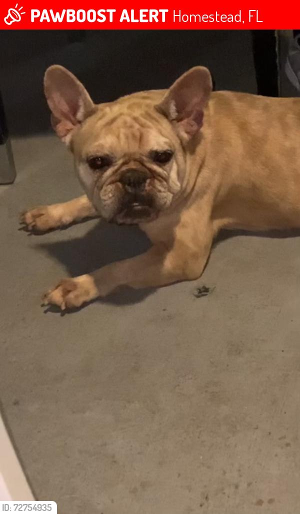 Lost Female Dog last seen hmstd, Homestead, FL 33030