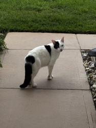 Found/Stray Unknown Cat last seen Kingsmill Subdivision , Melbourne, FL 32935