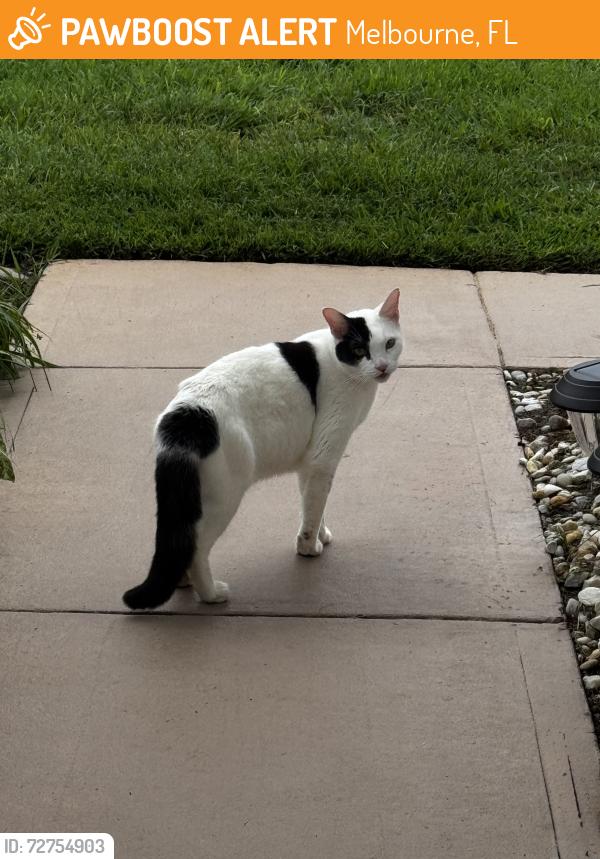 Found/Stray Unknown Cat last seen Kingsmill Subdivision , Melbourne, FL 32935