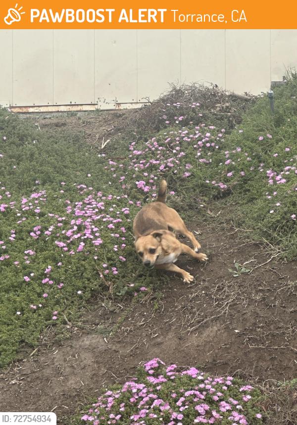Found/Stray Male Dog last seen Ponderosa Pines (Vermont Ave between Torrance Blvd and Del Amo), Torrance, CA 90502