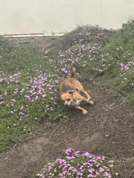 Found/Stray Male Dog last seen Ponderosa Pines (Vermont Ave between Torrance Blvd and Del Amo), Torrance, CA 90502