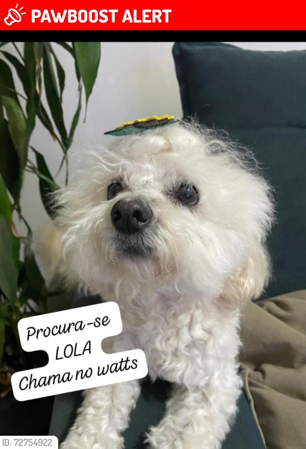 Lost Female Dog last seen Claudino abramo láidens 231 vila sandra cidade industrial , Cidade Industrial de Curitiba, PR 81230-044