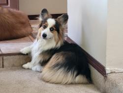 Lost Male Dog last seen Zuni and Wyoming, Albuquerque, NM 87123