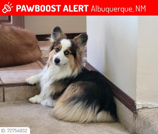 Lost Male Dog last seen Zuni and Wyoming, Albuquerque, NM 87123