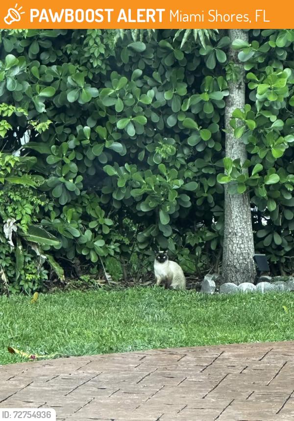 Found/Stray Unknown Cat last seen NE 109 St, Miami Shores, FL, Miami Shores, FL 33161