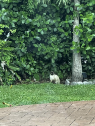 Found/Stray Unknown Cat last seen NE 109 St, Miami Shores, FL, Miami Shores, FL 33161