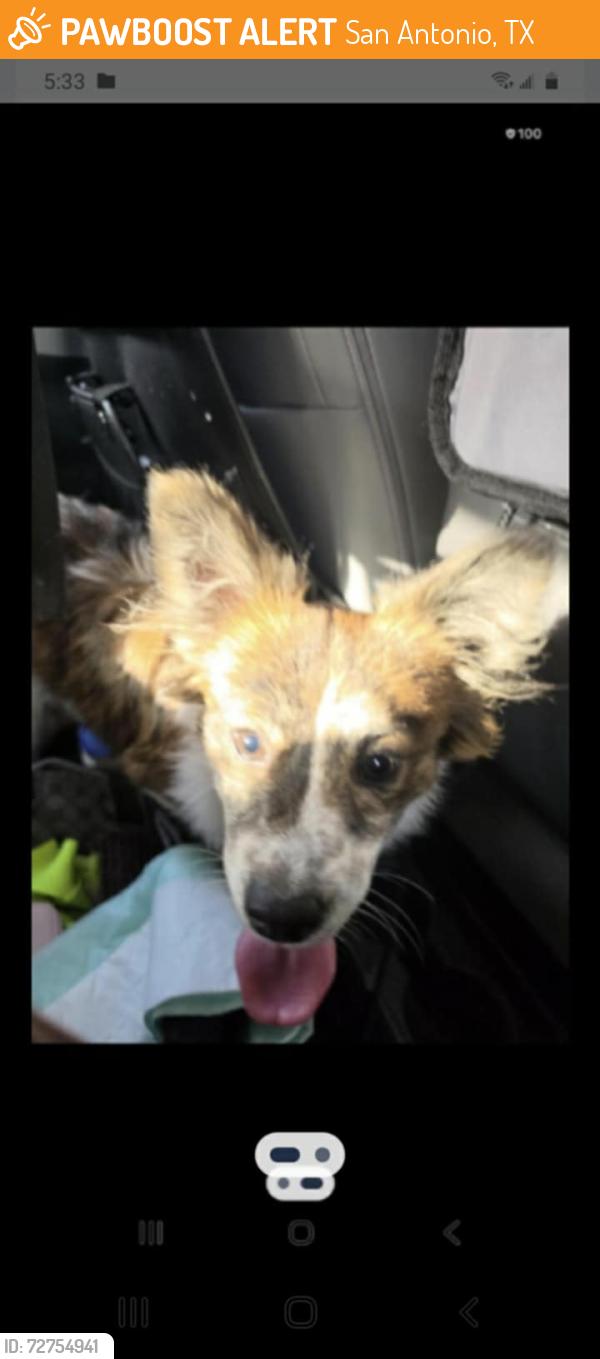 Found/Stray Female Dog last seen Near W Villaret Blvd, San Antonio, TX 78224, San Antonio, TX 78224
