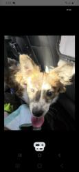 Found/Stray Female Dog last seen Near W Villaret Blvd, San Antonio, TX 78224, San Antonio, TX 78224