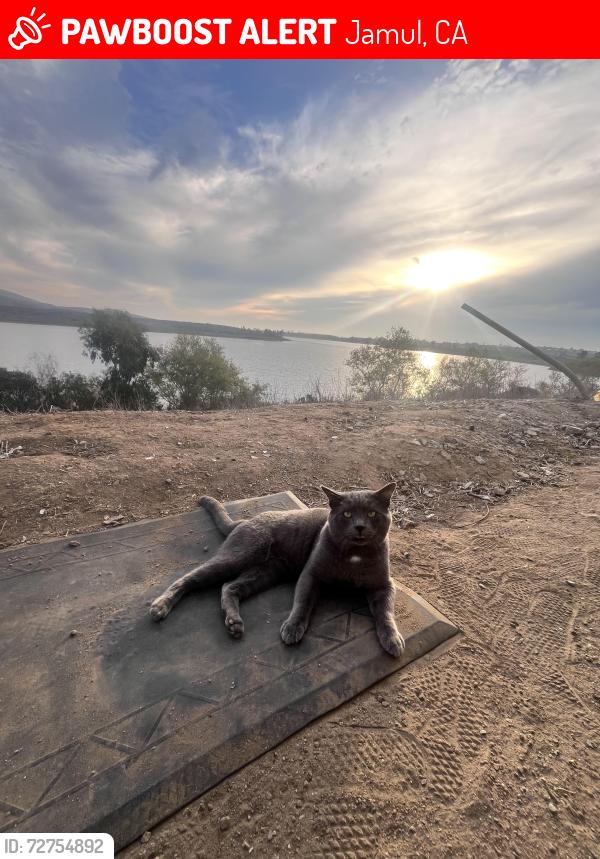 Lost Male Cat last seen Otay lakes , Jamul, CA 91935
