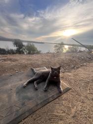 Lost Male Cat last seen Otay lakes , Jamul, CA 91935