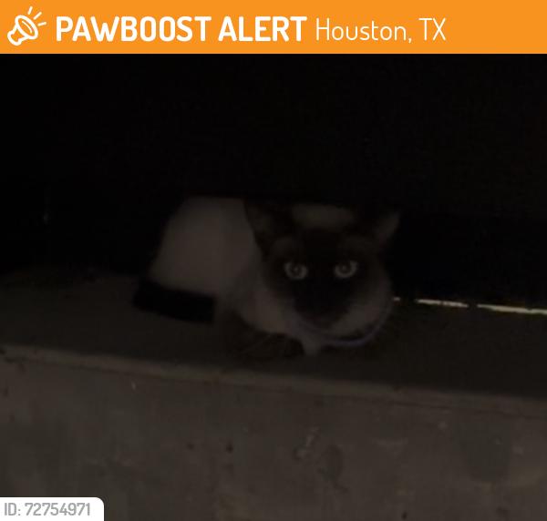 Found/Stray Unknown Cat last seen MAA Midtown Square apmts, Houston, TX 77002