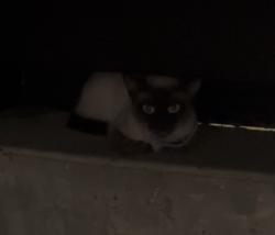 Found/Stray Unknown Cat last seen MAA Midtown Square apmts, Houston, TX 77002