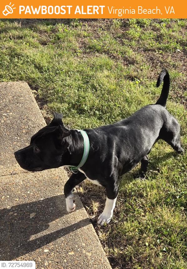 Found/Stray Male Dog last seen Lynnhaven and S Lynnhaven, Virginia Beach, VA 23453