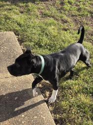 Found/Stray Male Dog last seen Lynnhaven and S Lynnhaven, Virginia Beach, VA 23453