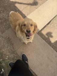 Found/Stray Unknown Dog last seen Southlawn neighborhood , Amarillo, TX 79110