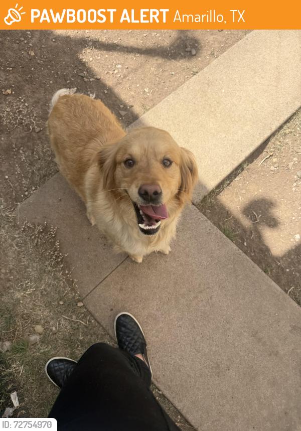 Found/Stray Unknown Dog last seen Southlawn neighborhood , Amarillo, TX 79110