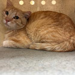 Shelter Stray Male Cat last seen , Memphis, TN 38133