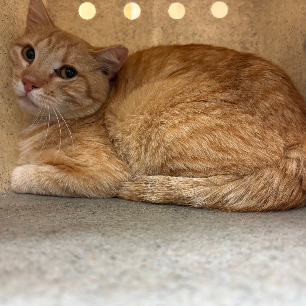 Shelter Stray Male Cat last seen , Memphis, TN 38133